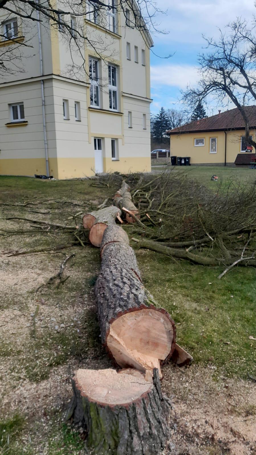 Těžba dřeva